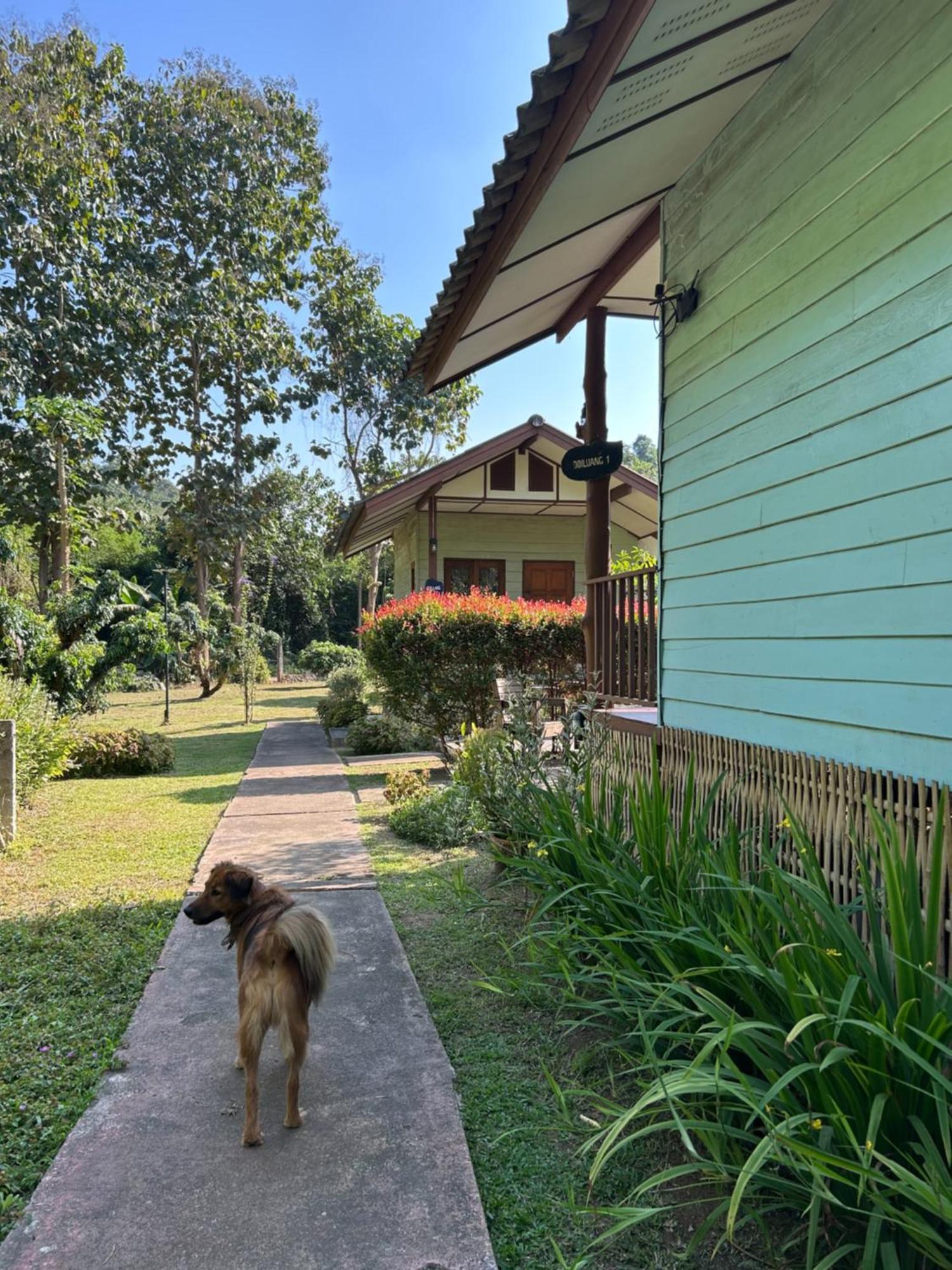 At Home Chiang Dao, Pooch Lovers Ban Tham  Luaran gambar